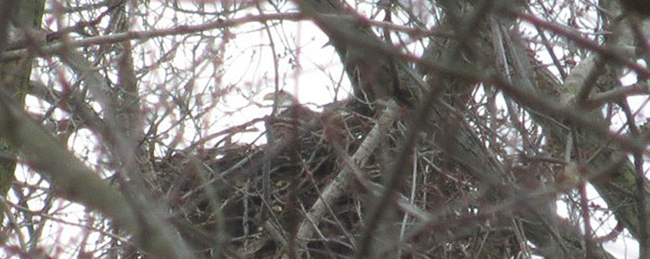 Eagle in it's nest at the Ohio & Erie Canal Reservation
